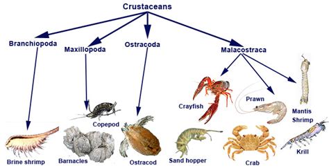 Crustaceans