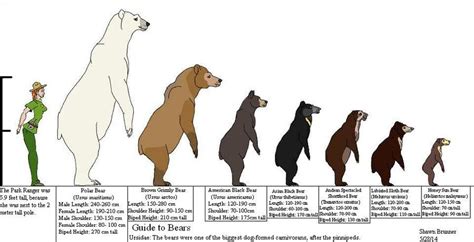 Guide to Bears by Patchi1995 on deviantART | Bear species, Largest bear ...