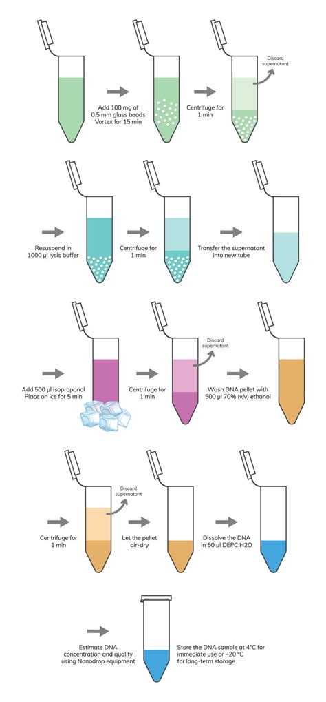 Lysis Buffer Recipe For Dna Extraction | Dandk Organizer