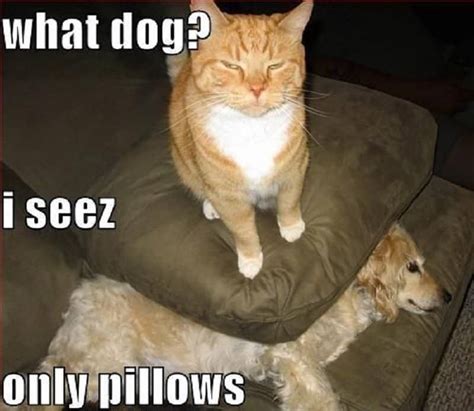 10 Hilarious Memes Of The Relationship Between Cats And Dogs