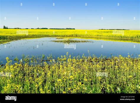 Canola crop. Strathcona County, Alberta, Canada Stock Photo - Alamy