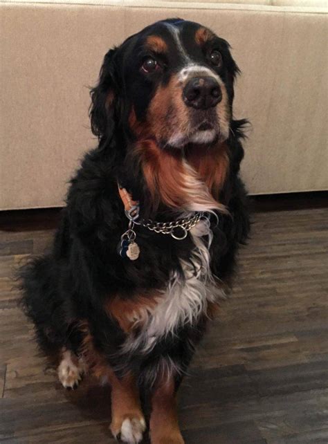 Bernese Mountain Dogs For Adoption Near You - Safe, Private Pet ...