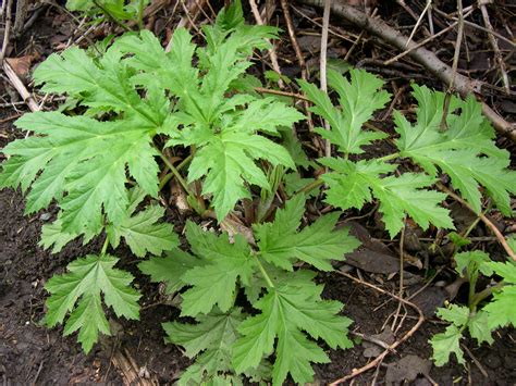 Giant hogweed identification and control: Heracleum mantegazzianum ...