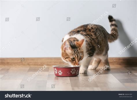 Cute Funny Cat Eating Home Stock Photo 568341091 | Shutterstock