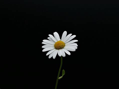 Simple Daisy Wallpapers - Top Free Simple Daisy Backgrounds ...