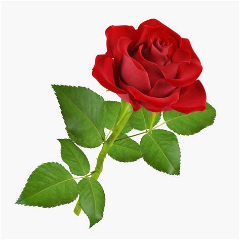 rose 5 3d model | Plants, Rose, Beautiful flowers