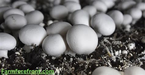 Hydroponic Mushrooms: Tips &Tricks Types Of Mushrooms