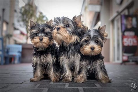 25 Best Dog Foods For Yorkies: Dry Food, Canned & Treats