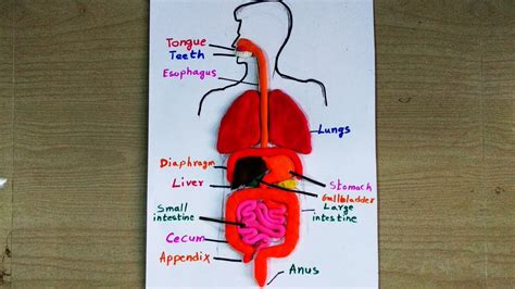 Digestive System Project Model - flairmoms