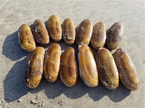 Meet the Pacific Razor Clam - Ocean Conservancy