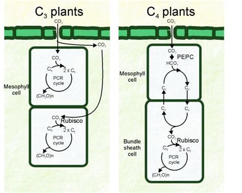 C3 Plants