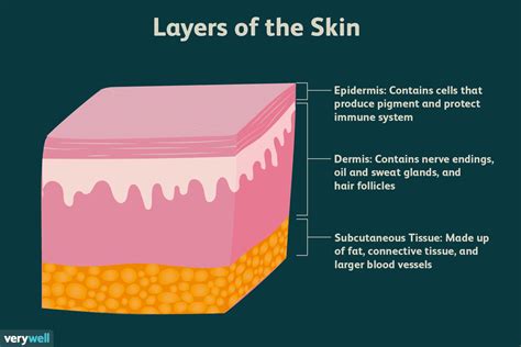 30 Label The Parts Of The Skin And Subcutaneous Tissue - Labels ...