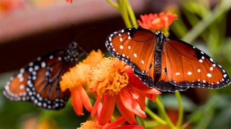 Natural History Museum's Butterfly Pavilion Reopens To The Public On ...