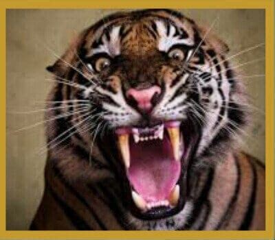 Tiger Roar Ringtone Download MP3 to your Phone