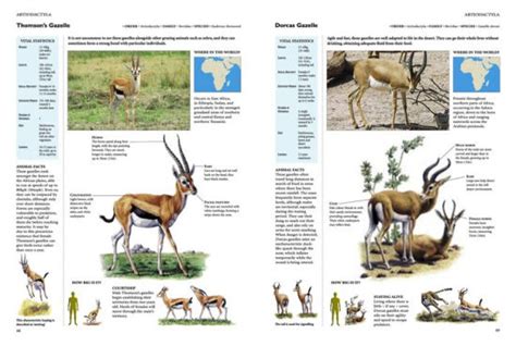 Encyclopedia of Animals by David Alderton, Hardcover | Barnes & Noble®