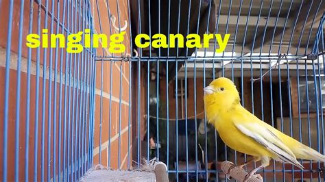 Yellow Canary Singing - Domestic Canary bird singing canary Pet sounds ...