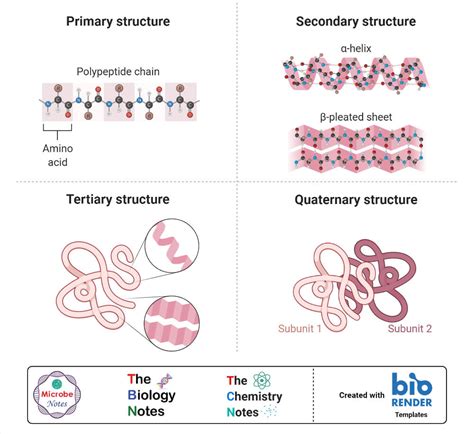 Protein Structure- Primary, Secondary, Tertiary, and Quaternary