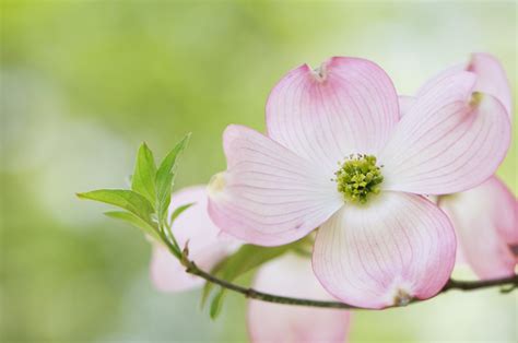 Flowering Dogwood Trees Are Beautiful In All Seasons, 53% OFF