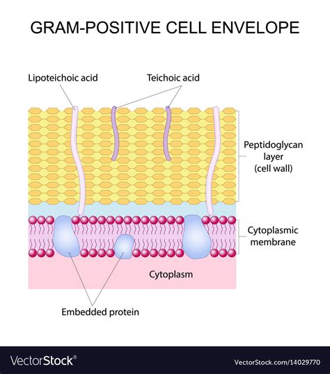 Gram-positive cell envelope Royalty Free Vector Image