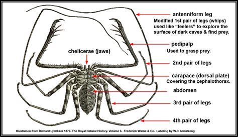 Arthropods 2