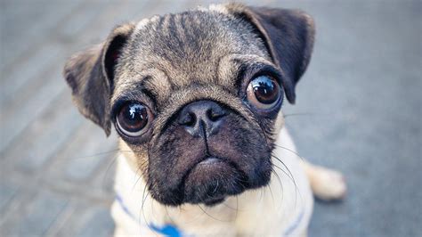 Pug health so poor it 'can't be considered a typical dog' - study - BBC ...