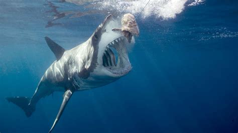 No more Megalodon: Discovery Channel promises a more scientific “Shark ...