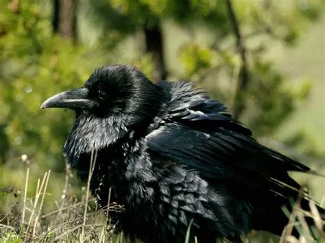 Raven Bird Facts | Anatomy, Diet, Habitat, Behavior