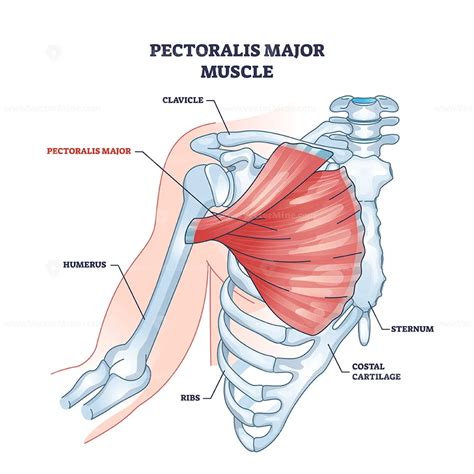 Pectoralis major muscle as human chest muscular anatomy outline diagram ...