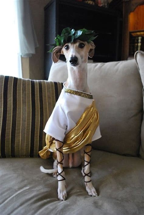 Galgo romano | Dog halloween costumes, Italian greyhound, Dog costumes