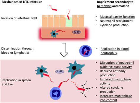 Mechanisms and consequences of hemolysis. The fate of the contents of ...