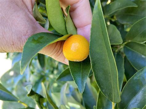 How to Grow Kumquats: Complete Guide To Kumquat Tree Care | Kumquat ...