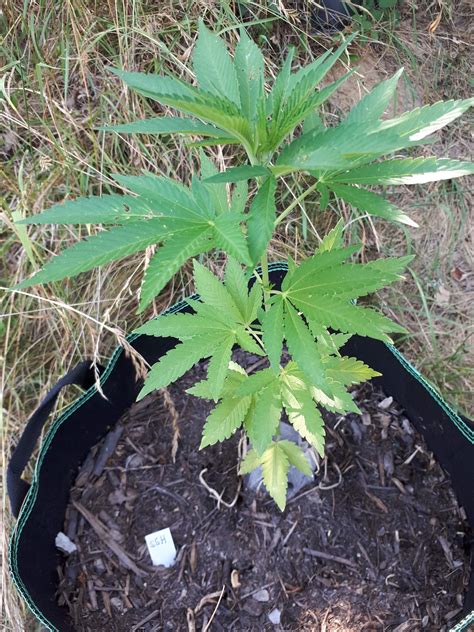 Zambeza Super Silver Haze grow diary (journal) week9 by Korfer ...