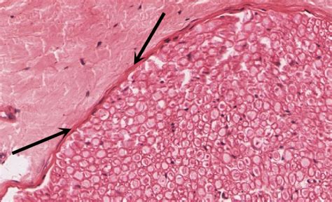 Peripheral Nervous System | histology