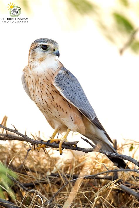 Merlin falcon - this is a small compact falcon, the length of a jay ...