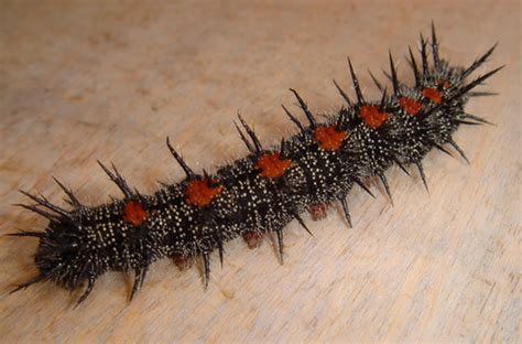 State Insect of Montana Lesson: The Mourning Cloak Butterfly - HubPages