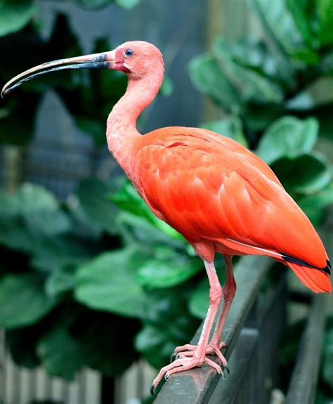 Picture of a scarlet ibis - About Wild Animals