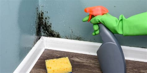 Mold Cleaning and Prevention Tips - Cris's Cleaning Services