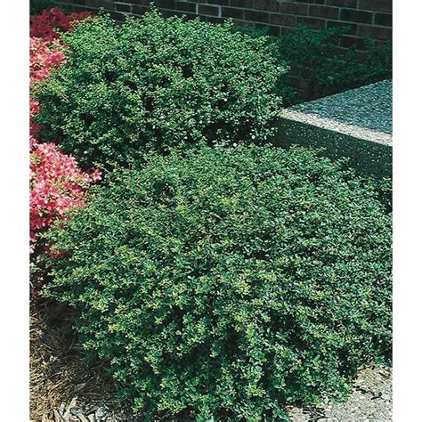 Shop 5.5-Gallon Heller's Japanese Holly Foundation/Hedge Shrub (L3781 ...