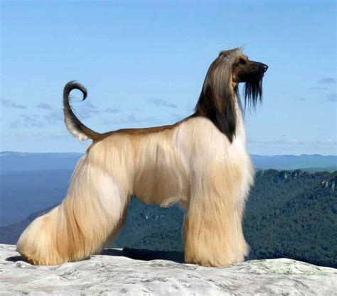 Afghan Hound - Dogs breeds - Longhaired sighthound | Pets