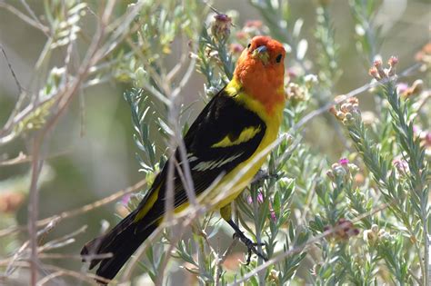 Western Tanager | BirdForum