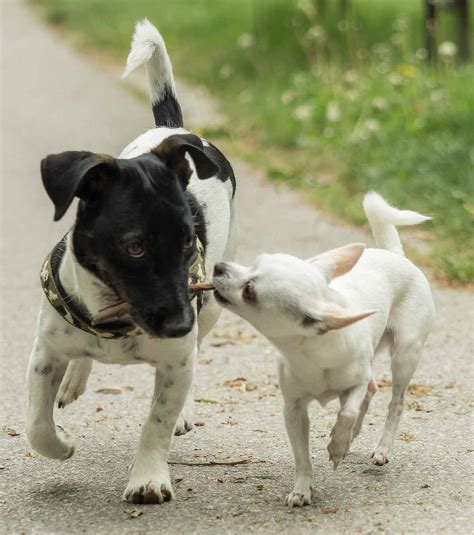 Jack Russell Chihuahua Mix - Could The Jack Chi Be Your Perfect Pet?