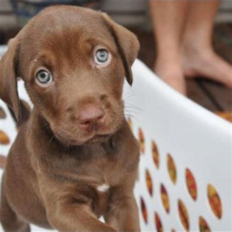 Chocolate Lab Puppies For Adoption In Nc : Labrador Retriever ...