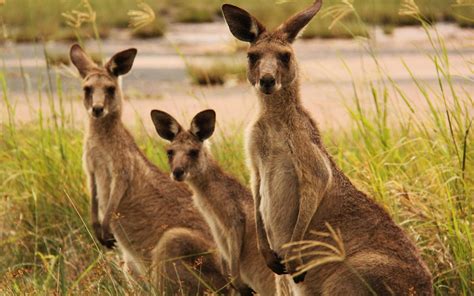 kangaroo, Marsupial Wallpapers HD / Desktop and Mobile Backgrounds