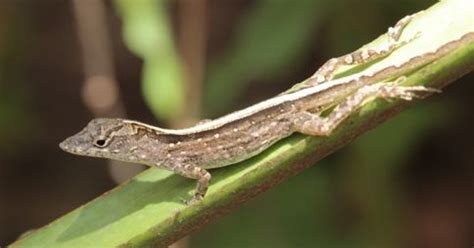 Wild About Texas: Brown anole got to Texas as fast as it could