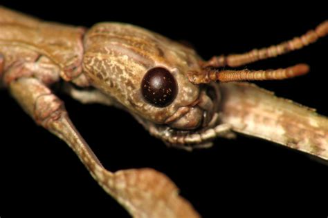 Fantastic phasmids: The mysterious lives of stick insects - Earth.com