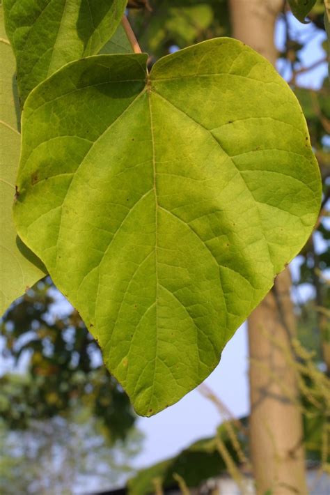 Paulownia tomentosa (empress-tree, princess-tree): Go Botany