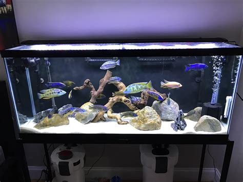 African cichlids tank : r/Aquariums