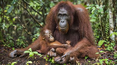 Bornean Orangutan Endangered | The Great Projects