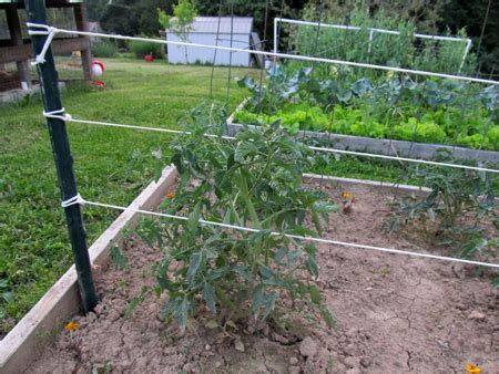 GardenDesk: Tomato Support