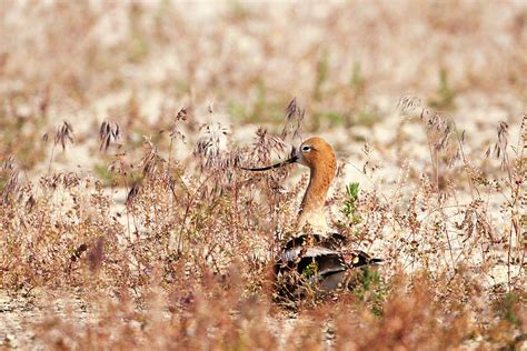 American Avocet Nesting 4197 Recurvirostra americana Photograph by ...